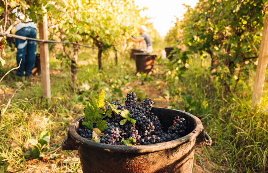family harvests grapes together at winery in puglia italy